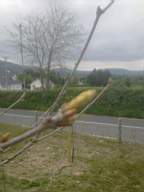 knockduff 9375.jpg