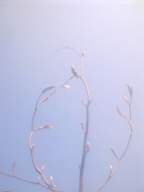 knockduff 9915.jpg