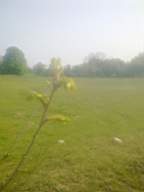 knockduff 9930.jpg