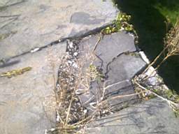 scarpwall-2340.jpg