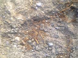 scarpwall-2750.jpg