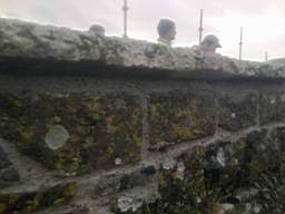 scarpwall-5230.jpg