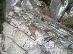 scarpwall-5290.jpg